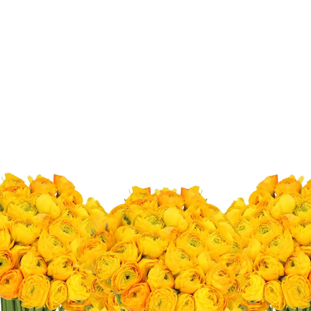 Ranunculus Cloony Ceres 40cm - 50 Stem Bunch Holex Dutch