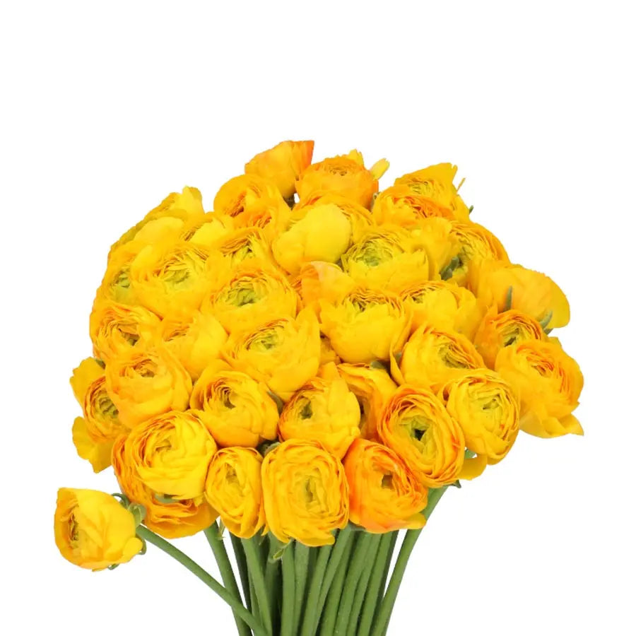 Ranunculus Cloony Ceres 40cm - 50 Stem Bunch Holex Dutch