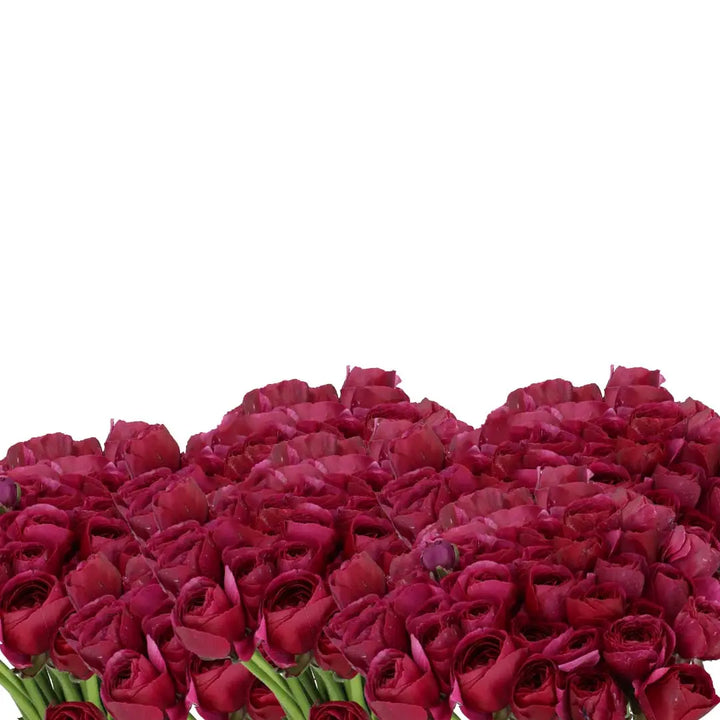 Ranunculus Cloony Cherry 40cm - 50 Stem Bunch Holex Dutch