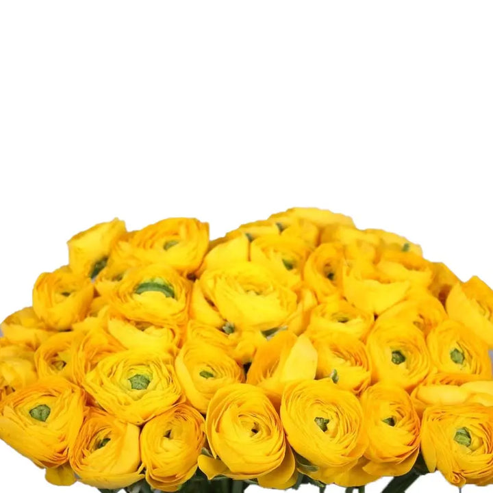 Ranunculus Cloony Omega 40cm - 50 Stem Bunch Holex Dutch