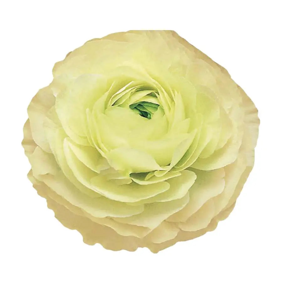 Ranunculus Elegance Cream - 50 Stems Holex Dutch