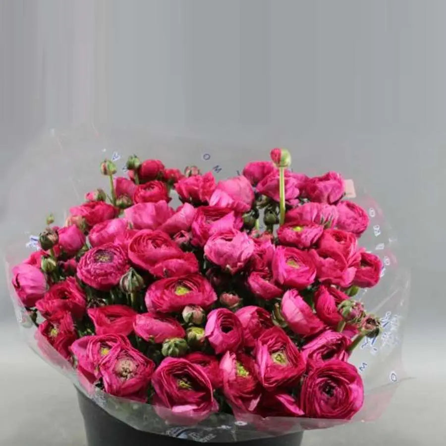 Ranunculus Hot Pink Holex Dutch