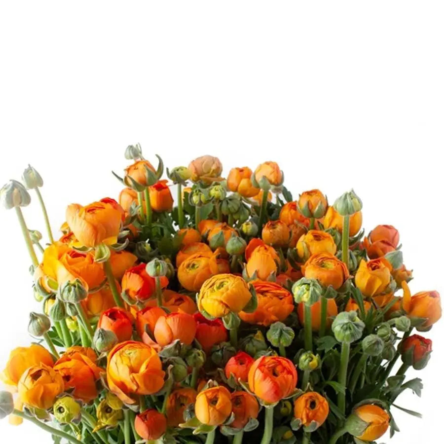 Orange Ranunculus