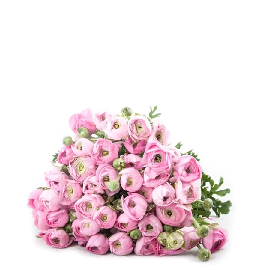 Ranunculus Pink Holex Dutch