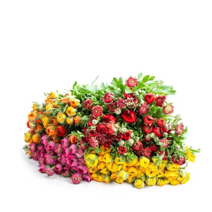 Ranunculus Fall Assorted Colors - 150 Stem Box Holex Dutch