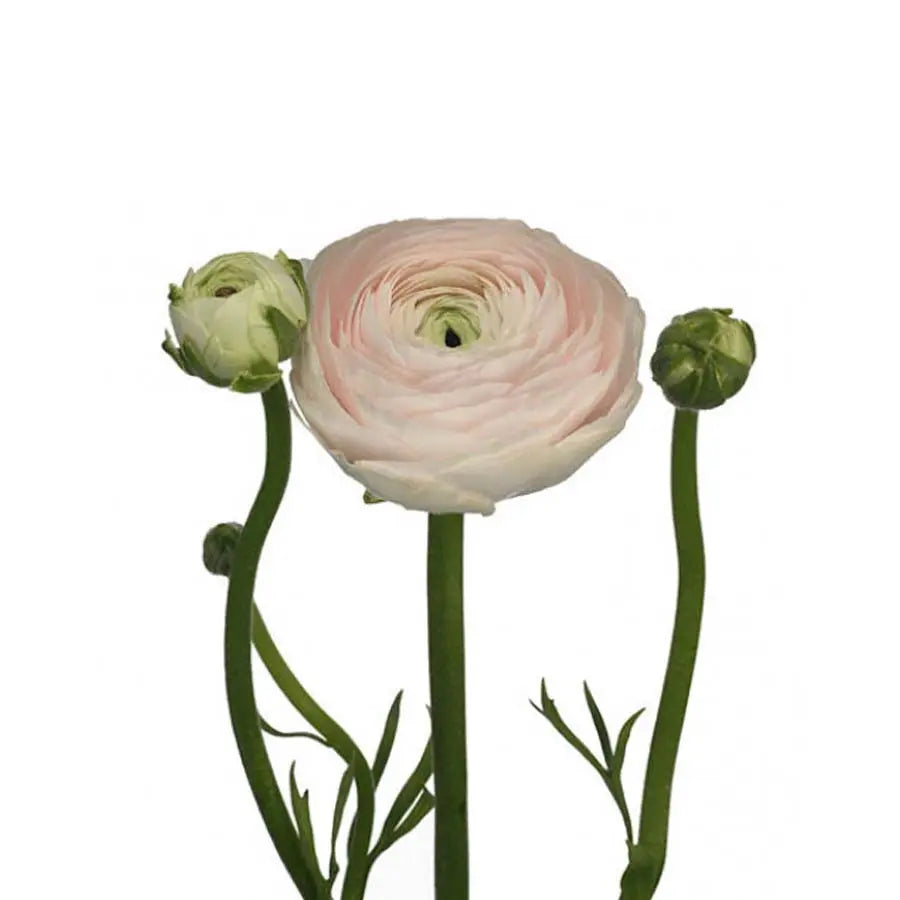 Ranunculus Cloony Light Pink 40cm - 50 Stem Bunch Holex Dutch