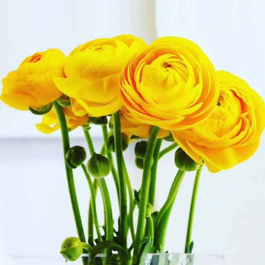 Cloni Ranunculus Yellow Ranunculus Yellow – PetalDriven