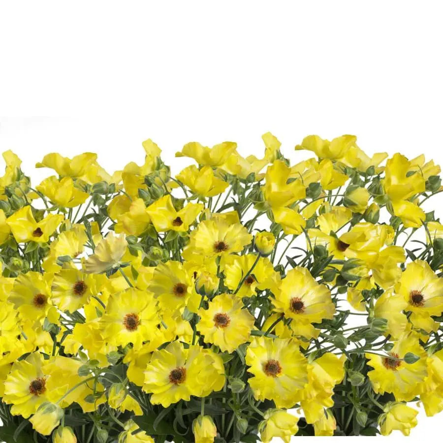 Ranunculus Butterfly Phytalos - 40 Stem Bunch