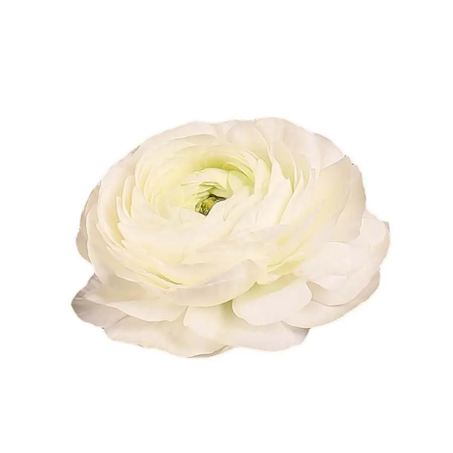 Ranunculus Cloony Firenze 40cm - 50 Stem Bunch