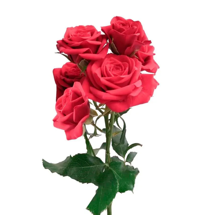 Spray Rose Red - 10 Stem Bunch