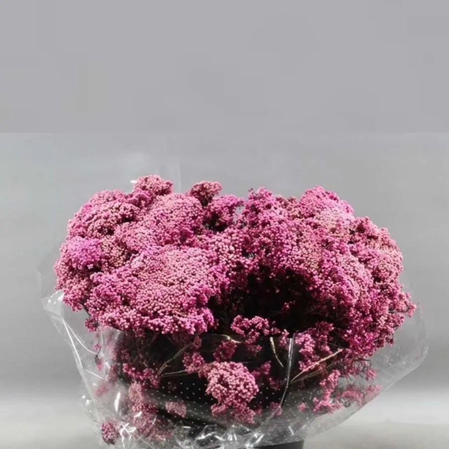 Rice Flower Painted (Dried) - 10 Bunches