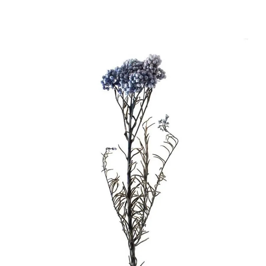 Rice Flower Painted (Dried) - 10 Bunches