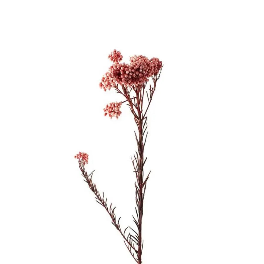 Rice Flower Painted (Dried) - 10 Bunches