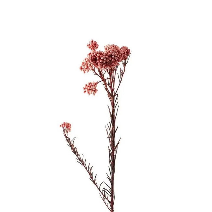 Rice Flower Painted (Dried) - 10 Bunches