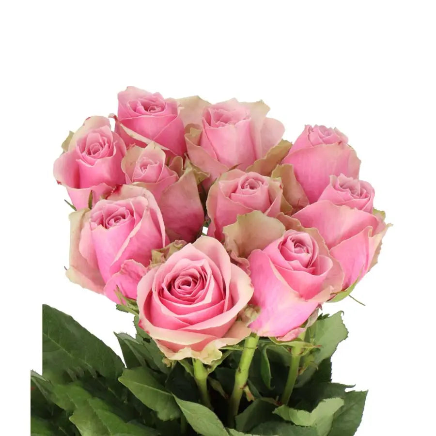 Rose Athena Royale - 40 Stem Bunch – PetalDriven