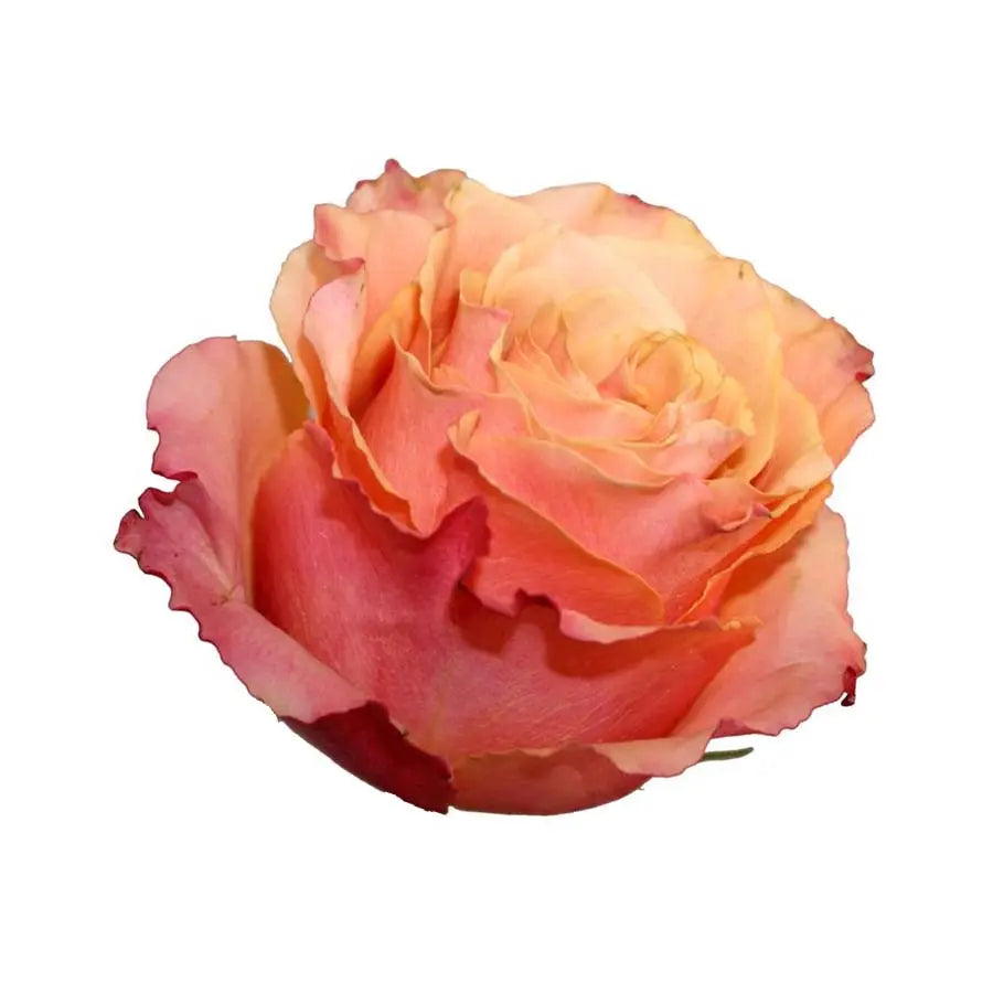 Rose Carpe Diem - 40 Stem Bunch Holex Dutch