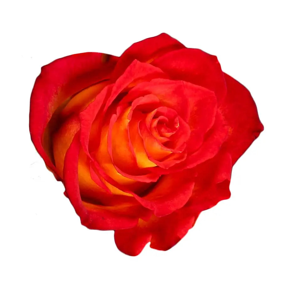 Rose Catch - 40 Stem Bunch Holex Dutch