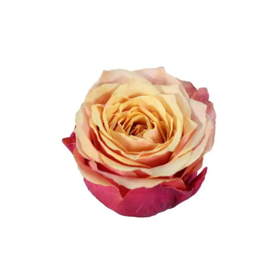 Rose Cherry Brandy - 100 Stems Holex Dutch