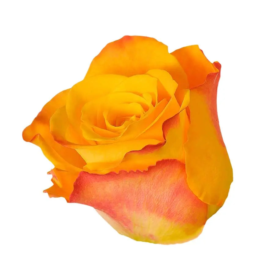 Rose Marie Claire - 40 Stem Bunch Holex Dutch