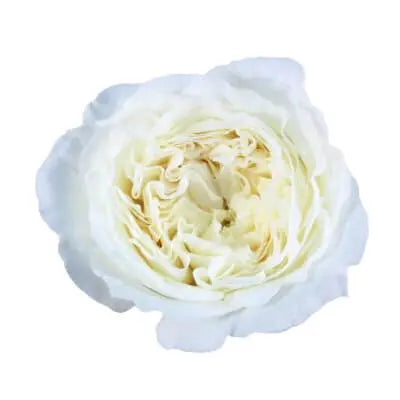 White PetalKit PetalDrivenCom