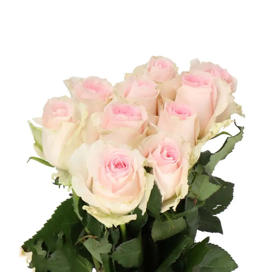 Rose Revival Sweet - 40 Stem Bunch Holex Dutch