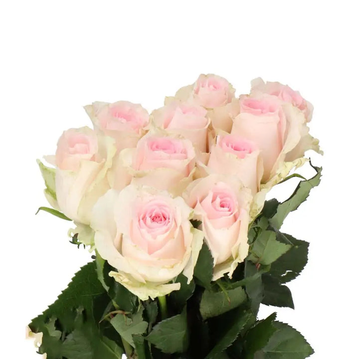Rose Revival Sweet - 40 Stem Bunch Holex Dutch