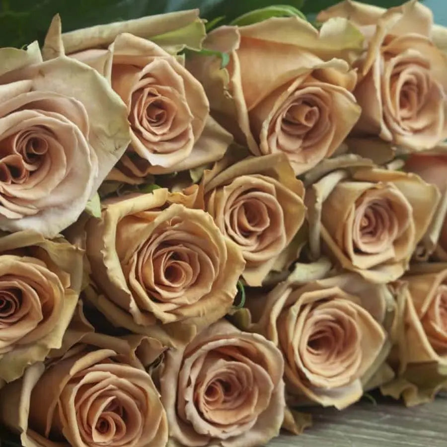 Rose Toffee - 100 Stems – PetalDriven