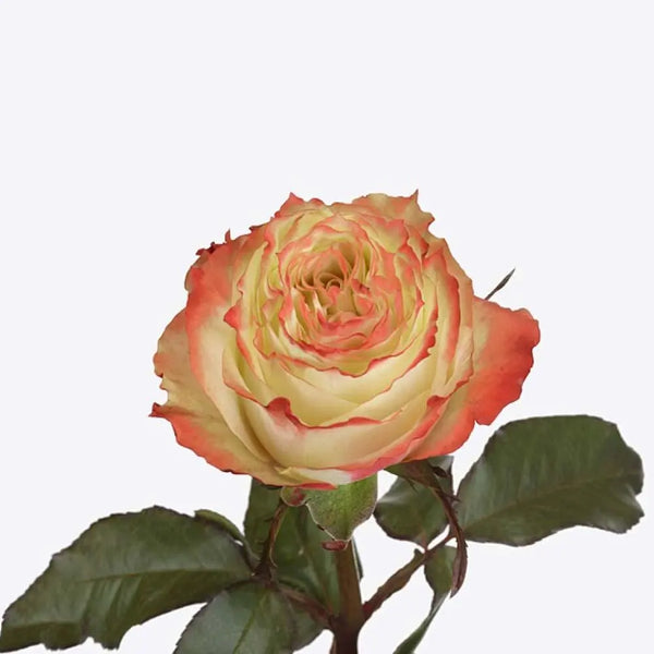 Rose_Adventure_grande.jpg?v=