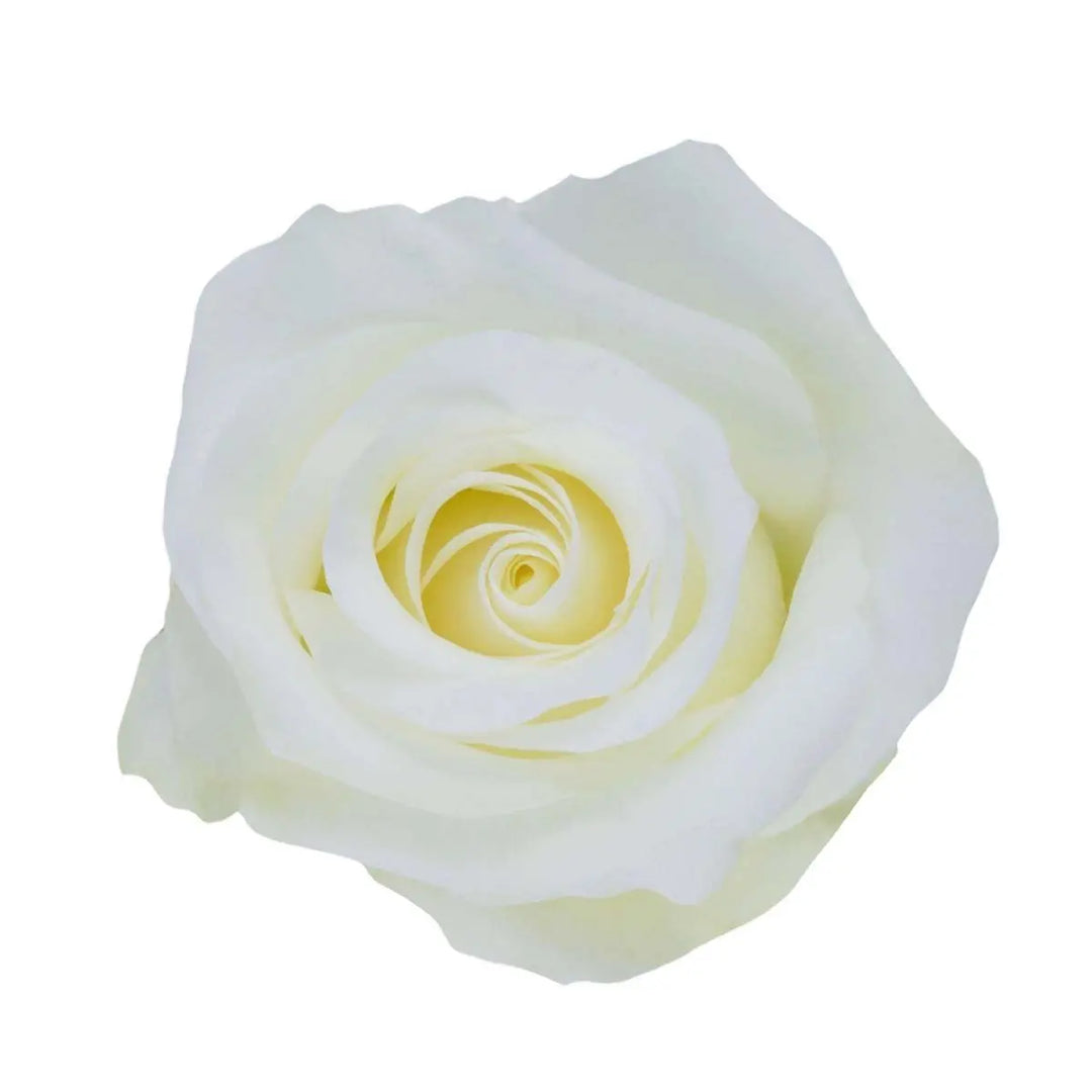 Rose Akito