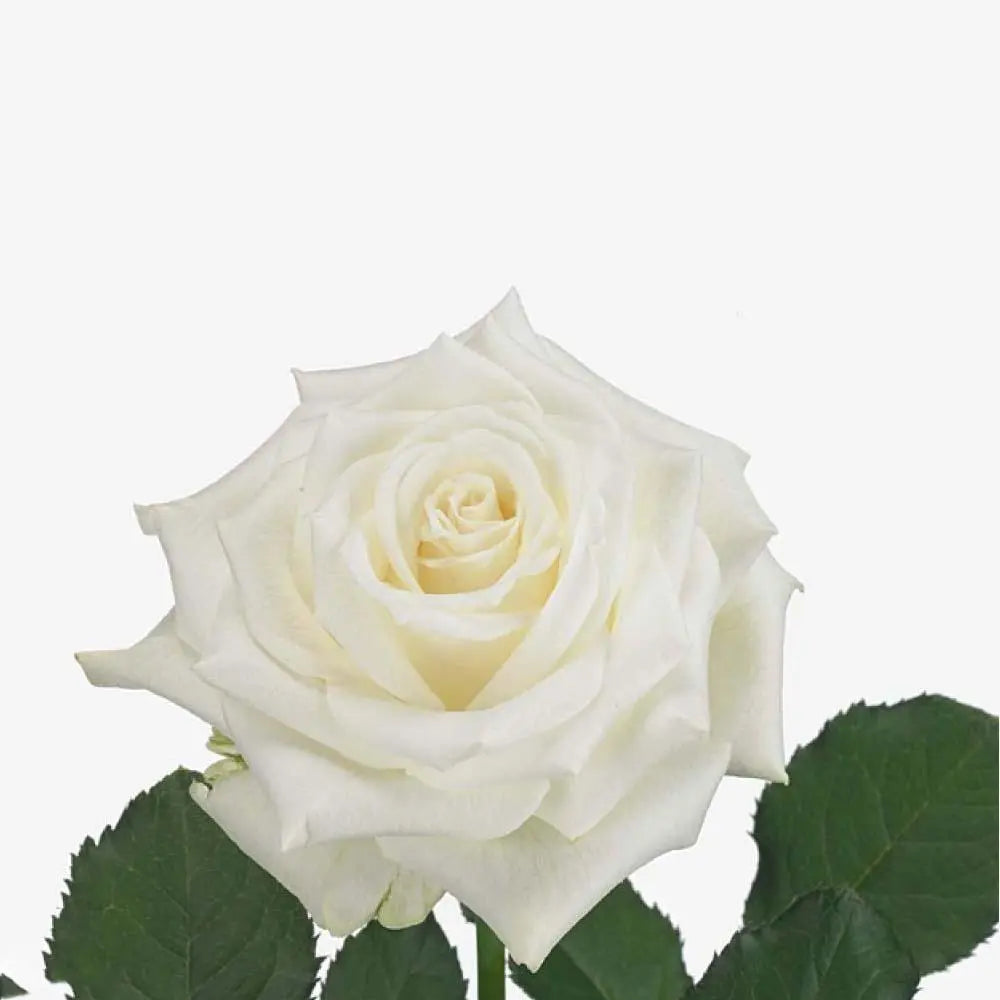 Rose Alpe D'Huez