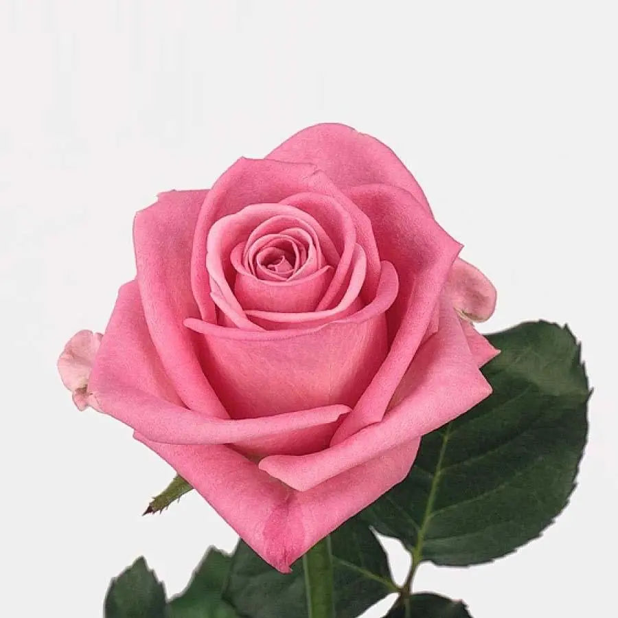 Rose Aqua - 40 Stem Bunch Holex Dutch