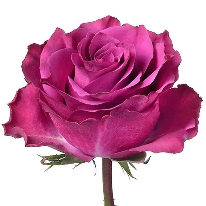 Rose Ascot