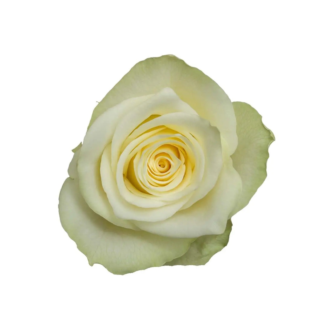 Rose Athena