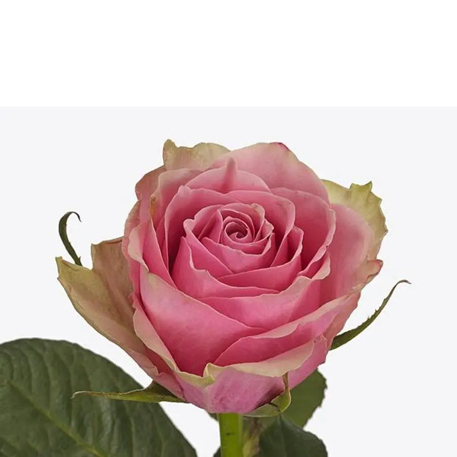 Athena Color Roses Rose Athena Royale - 40 Stem Bunch – PetalDriven
