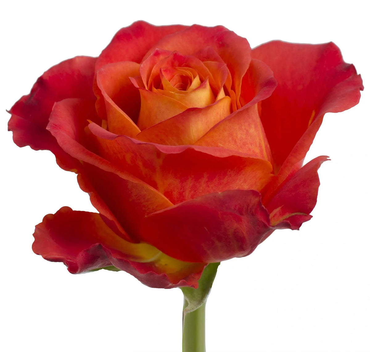 Atomic Rrose Rose Atomic - 40 Stem Bunch – PetalDriven