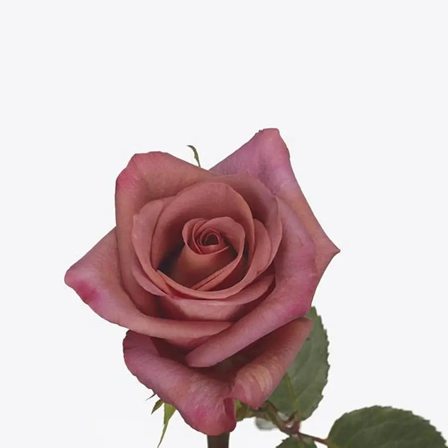 Rose Barista Holex Dutch