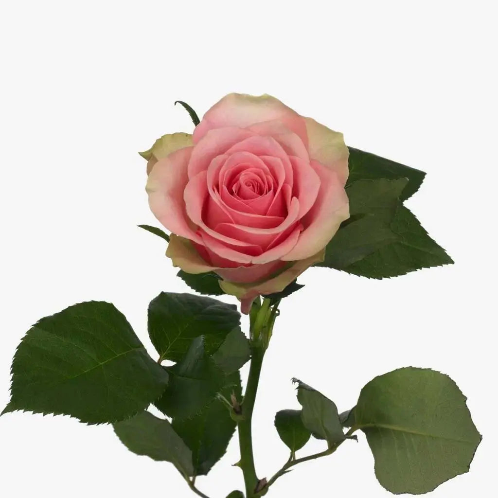 Rose Belle Pink