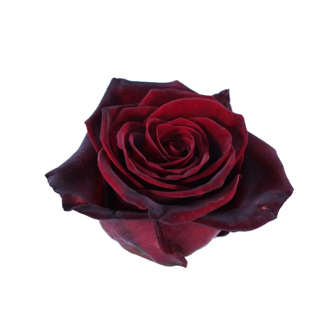 black magic rose seeds Rose Black Magic - 100 Stems