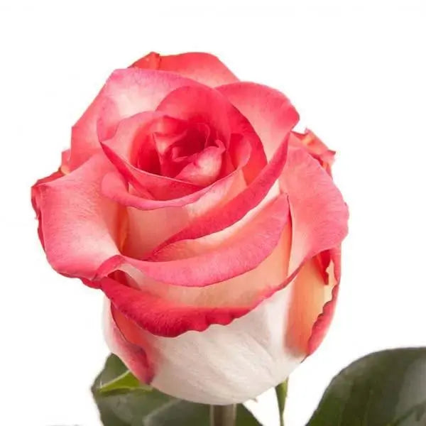 Rose Blush