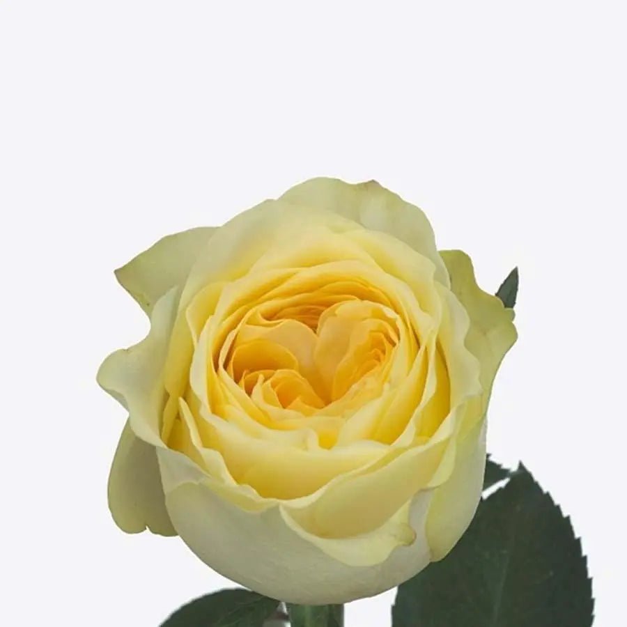 Rose Buttercup - 40 Stem Bunch Holex Dutch