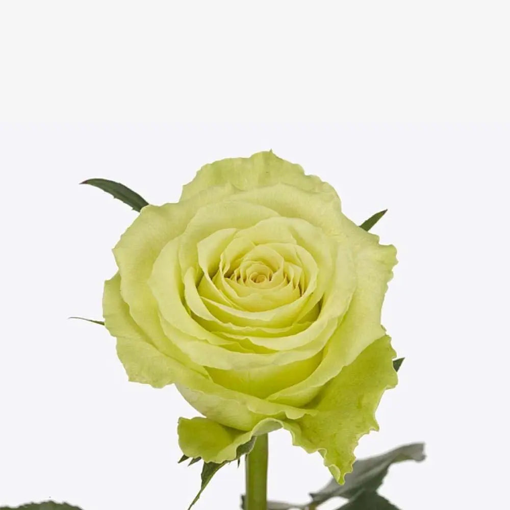 Rose Camouflage