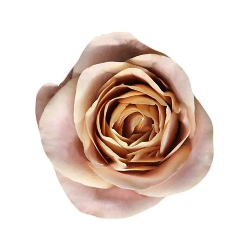 Rose Cappuccino