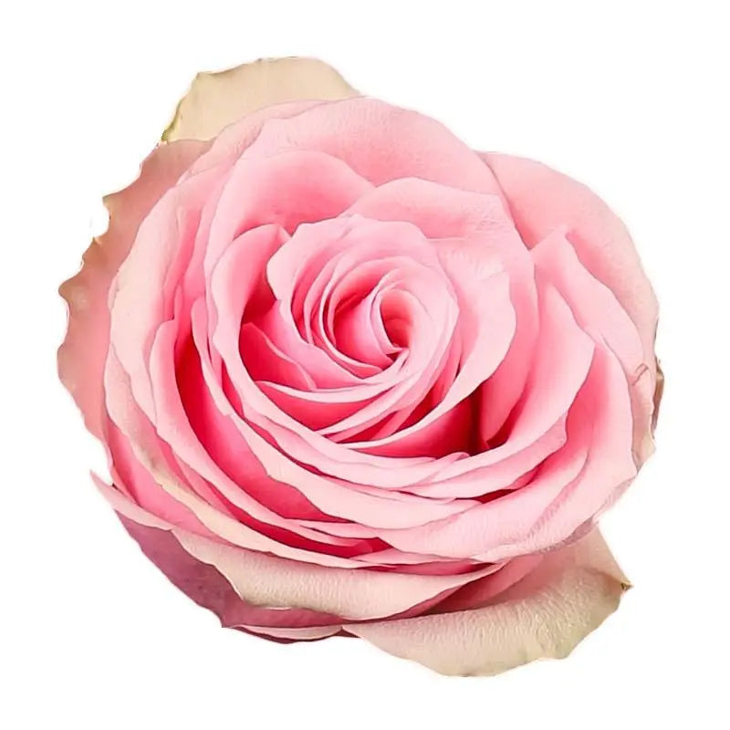 Rose Celeb