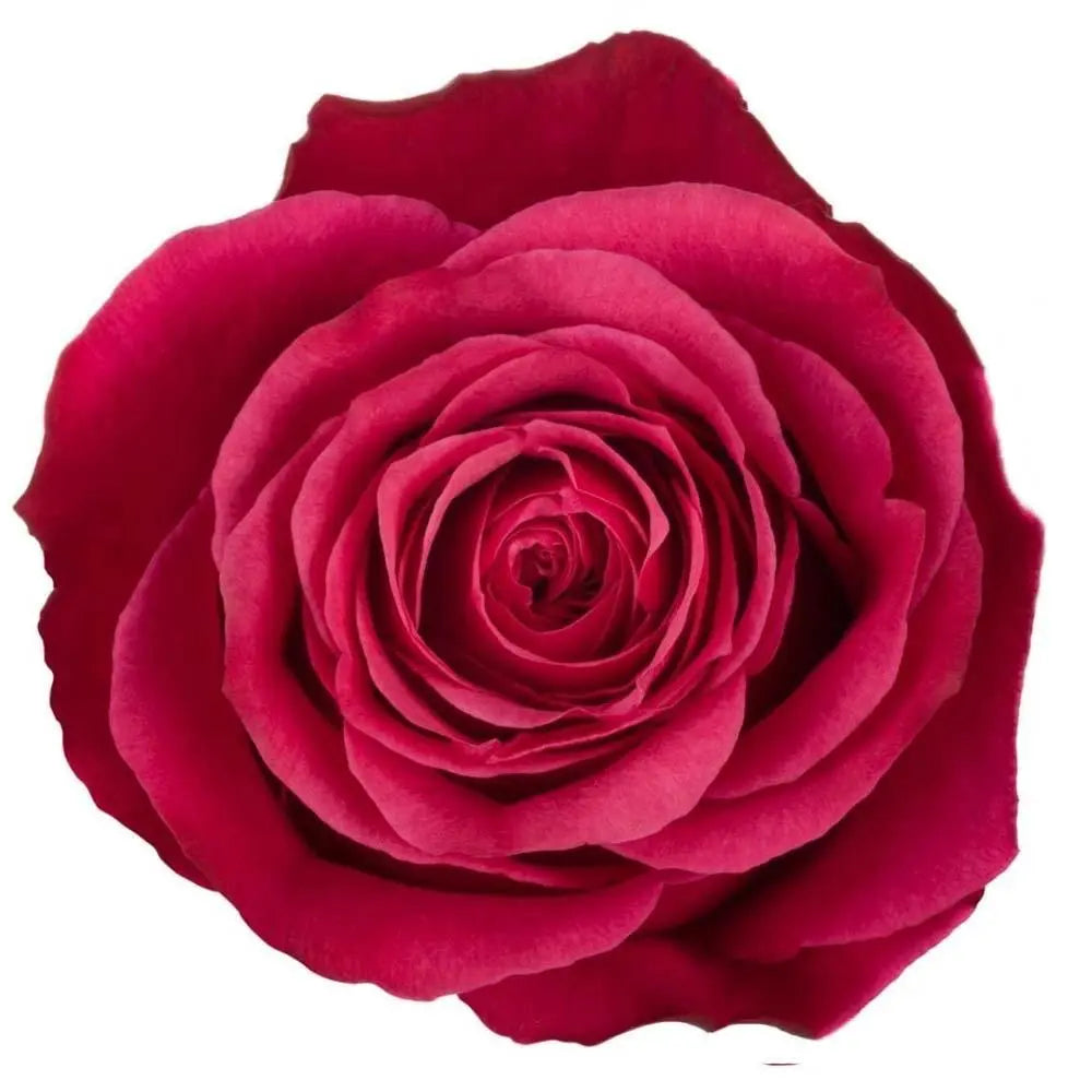 Rose Cherry O