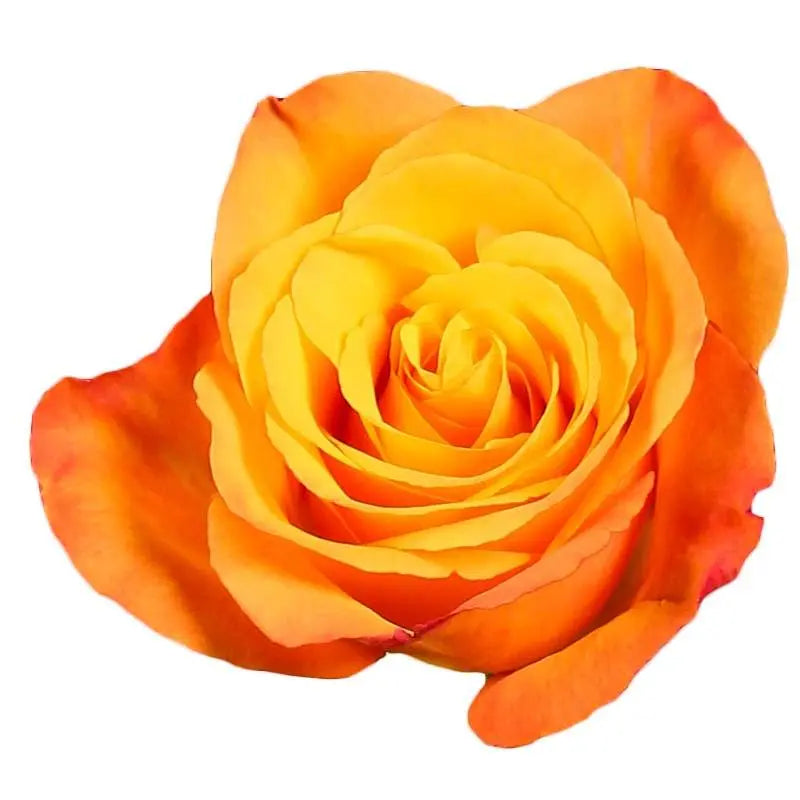 Rose Confidential
