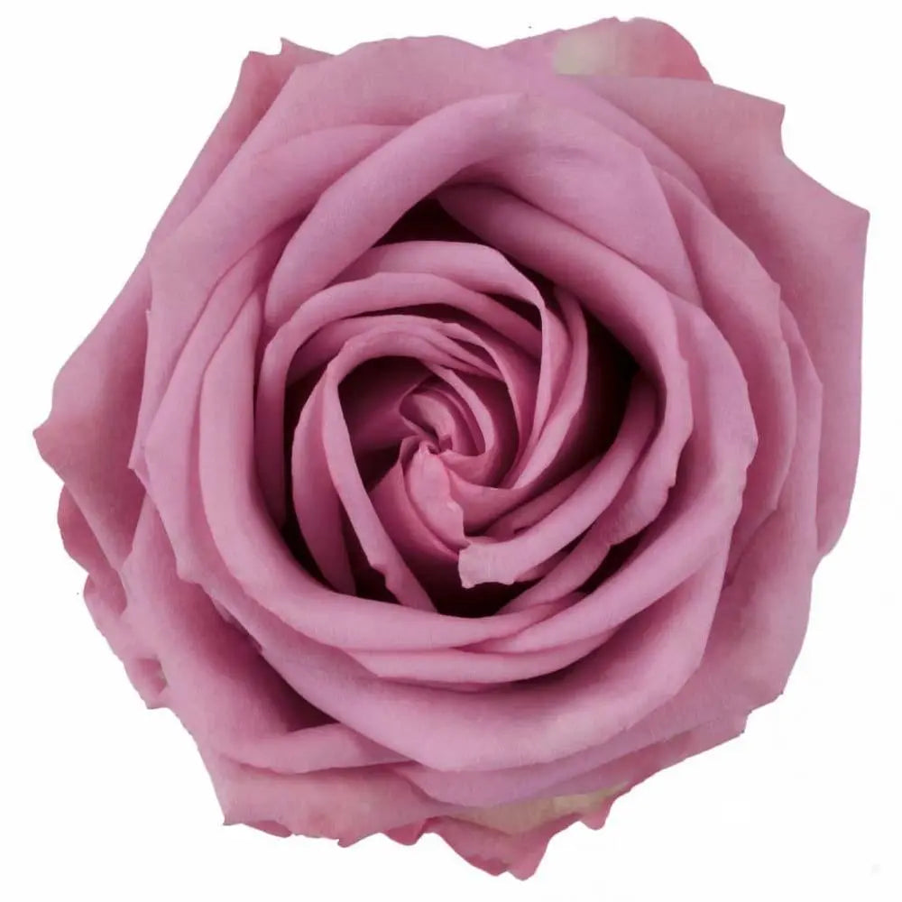 Rose Cool Water