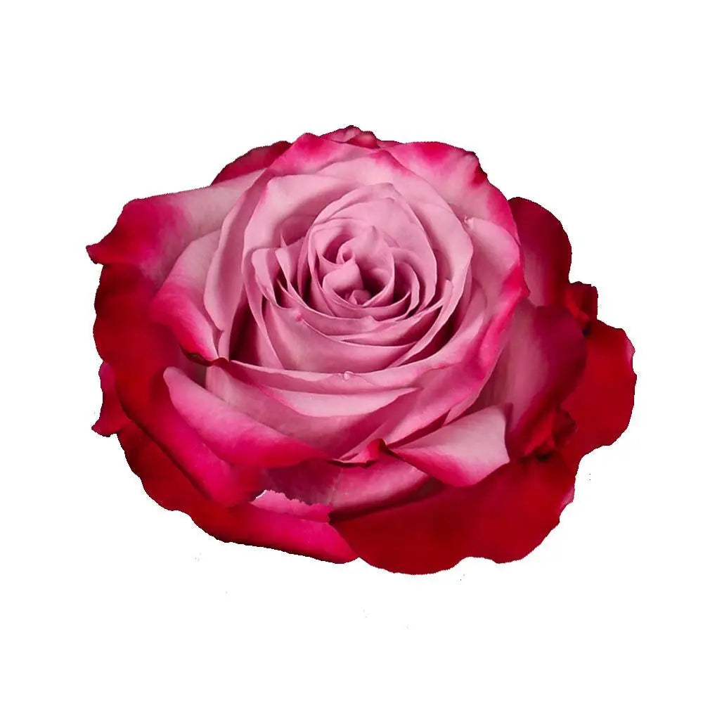 Rose Deep Purple