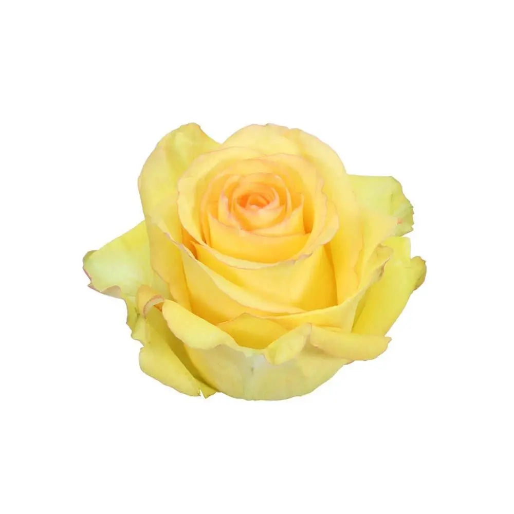 Rose Deja Vu