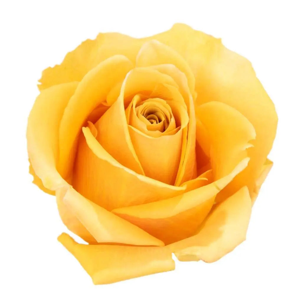 Rose Dijon