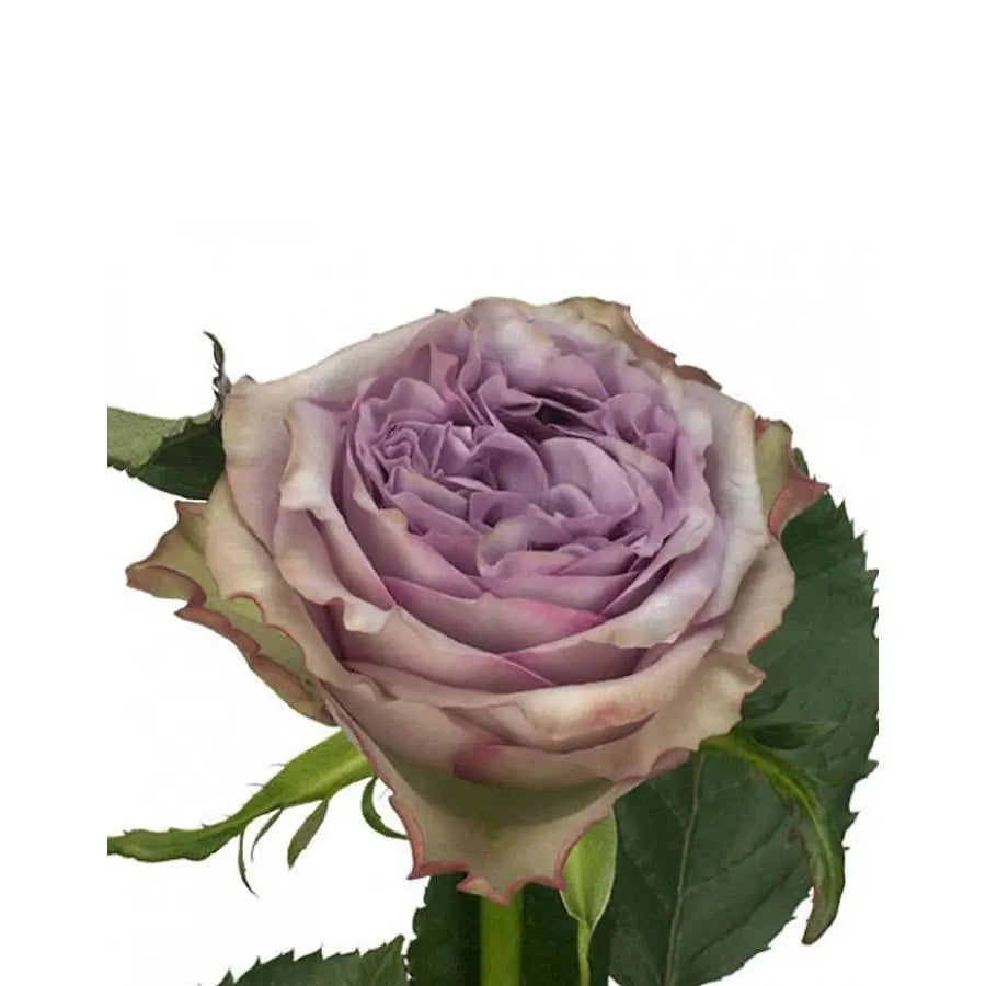 Rose Dolcetto! - 40 Stem Bunch Holex Dutch